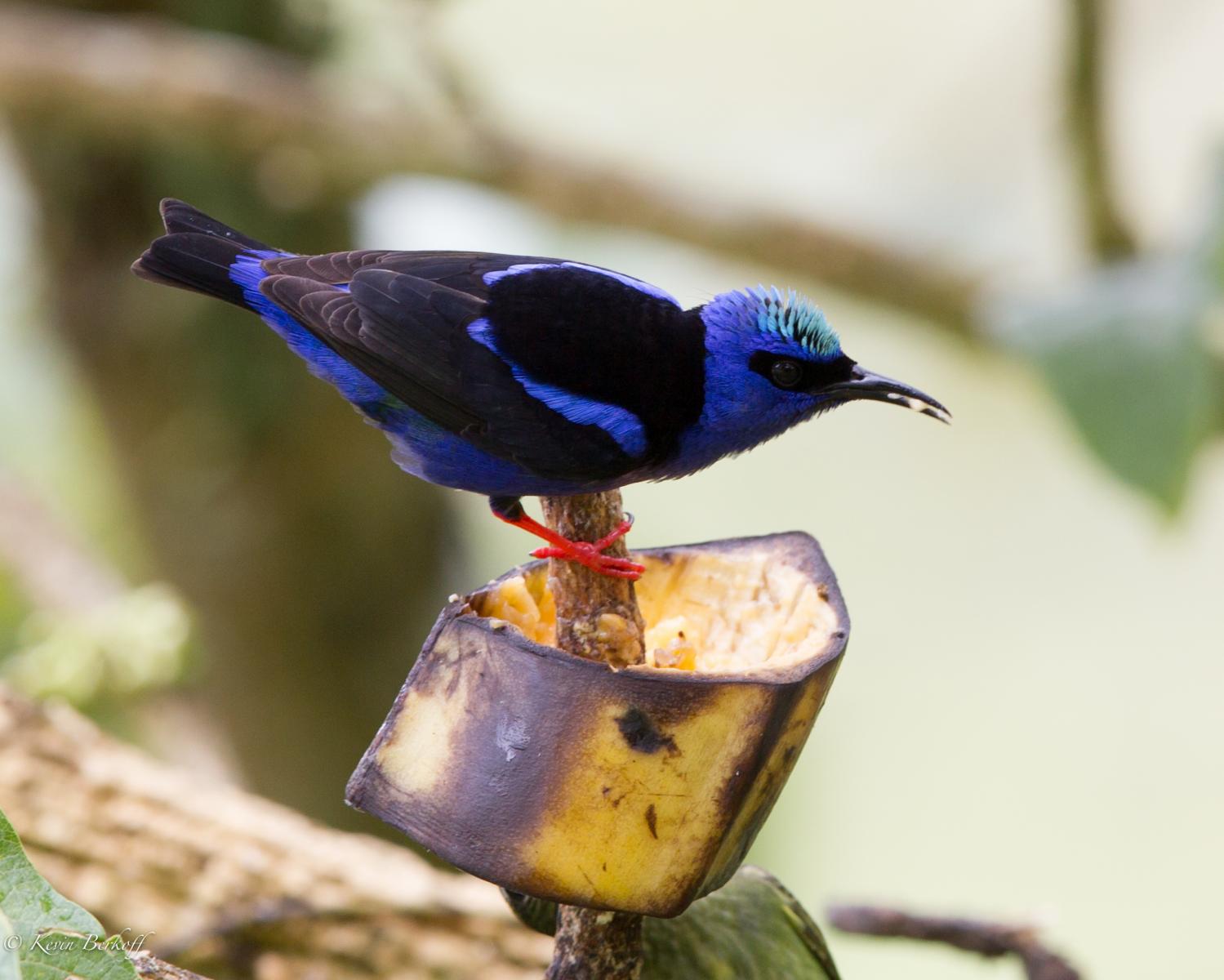 Red-legged Honeycreeper