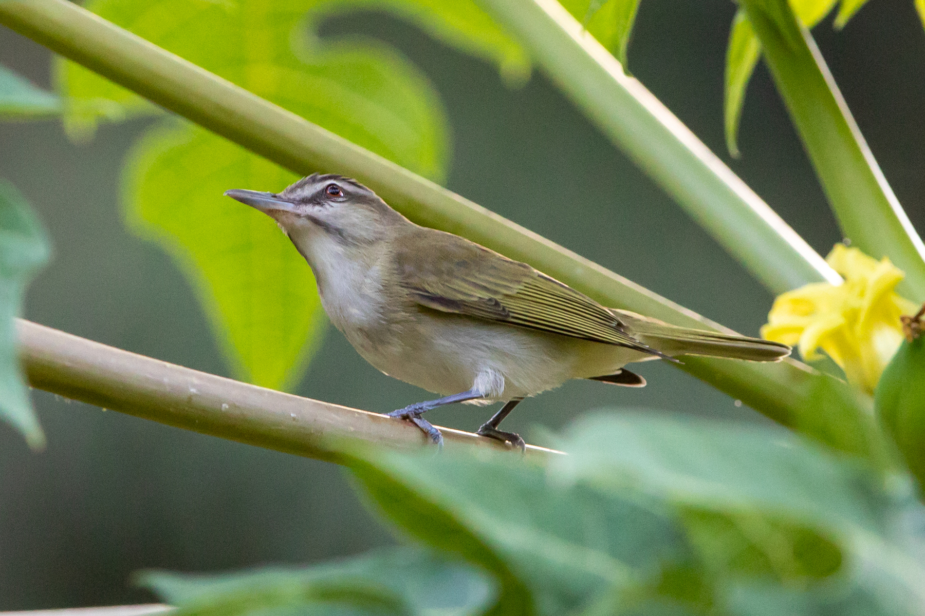 Black-whiskered Vireo