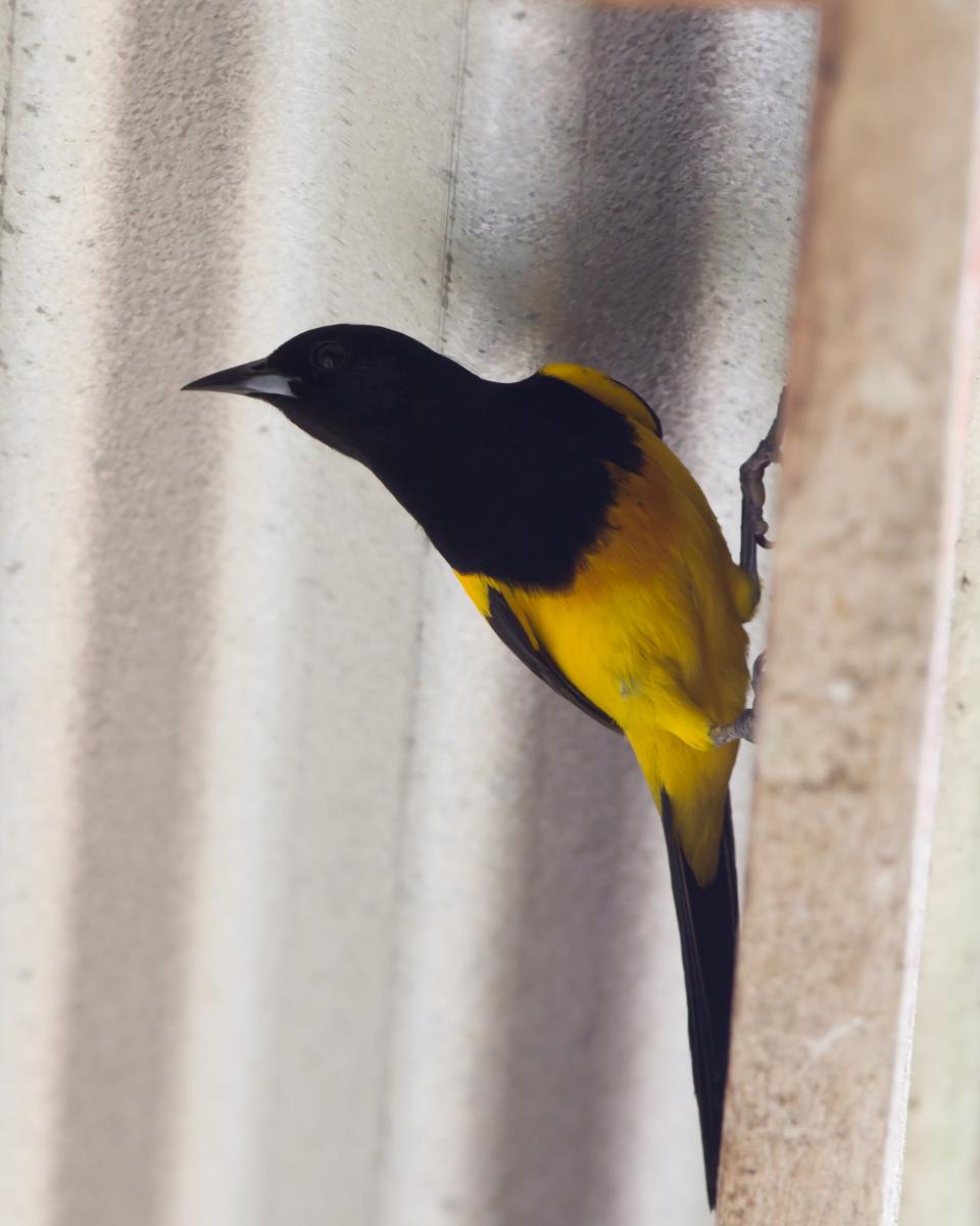 Black-cowled Oriole
