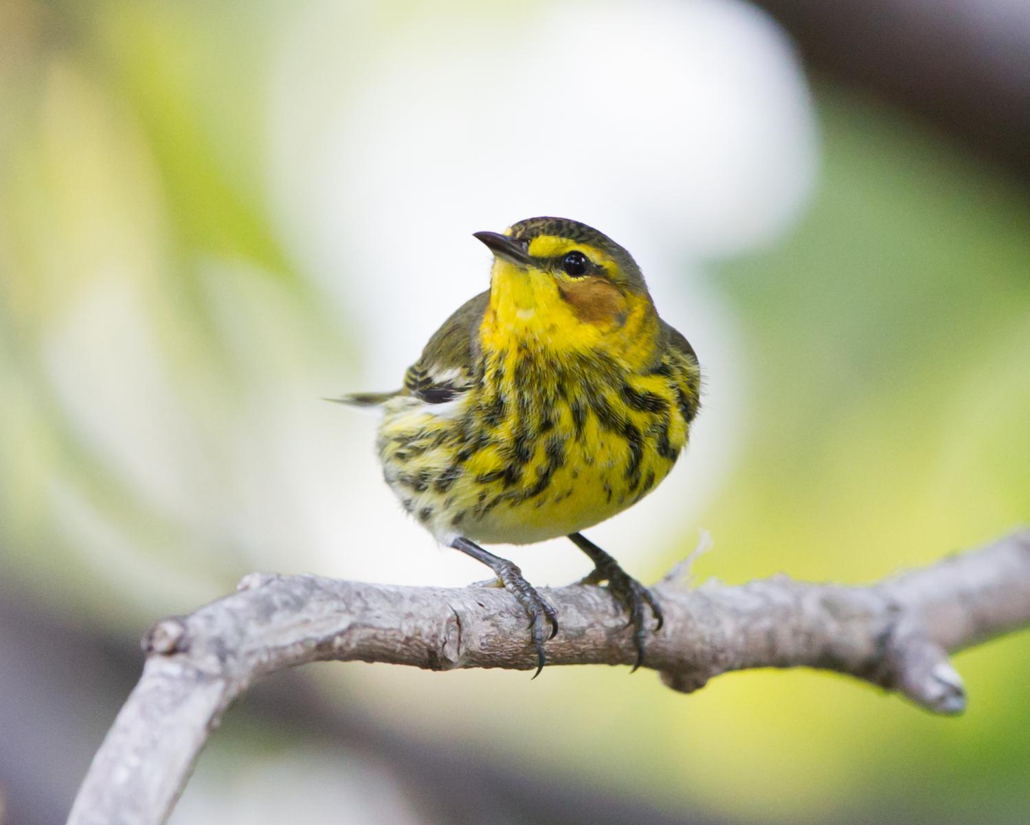 Cape May Warbler (male)