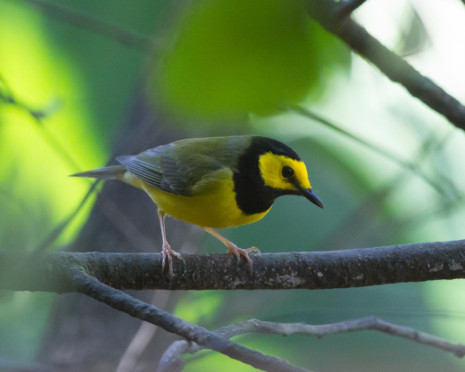 Hooded Warbler