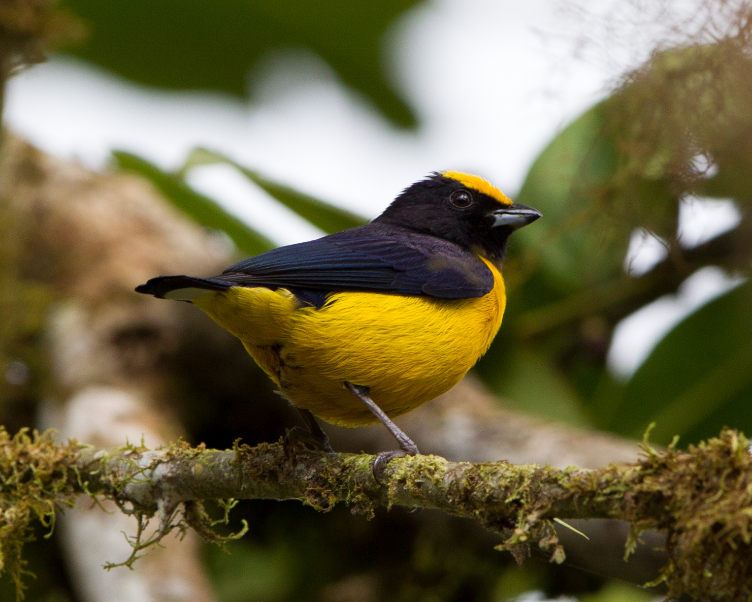 Orange-bellied Euphonia
