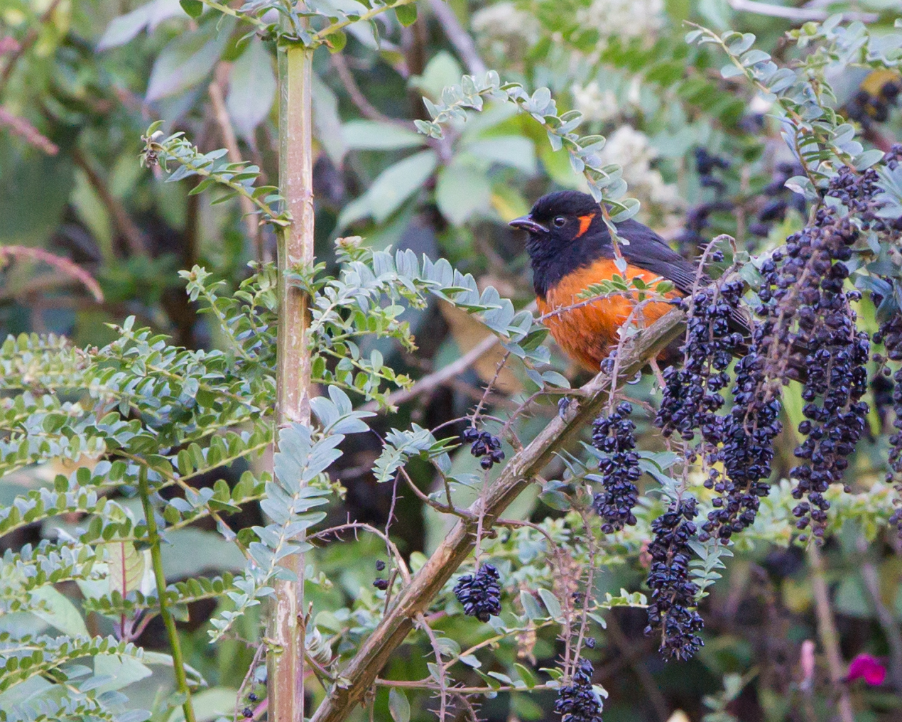 Scarlet-bellied Mountain-tanager (female)