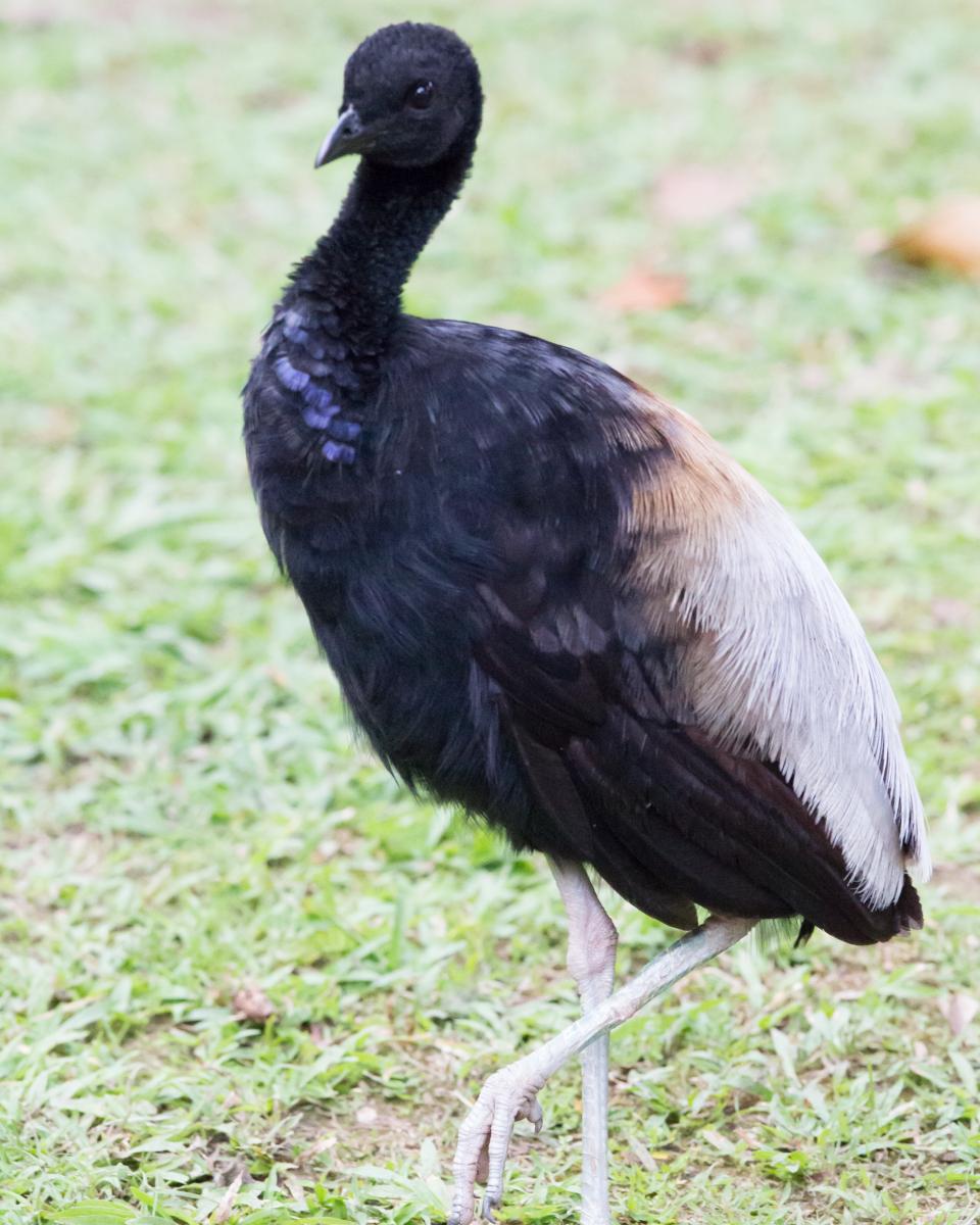 Gray-winged Trumpeter
