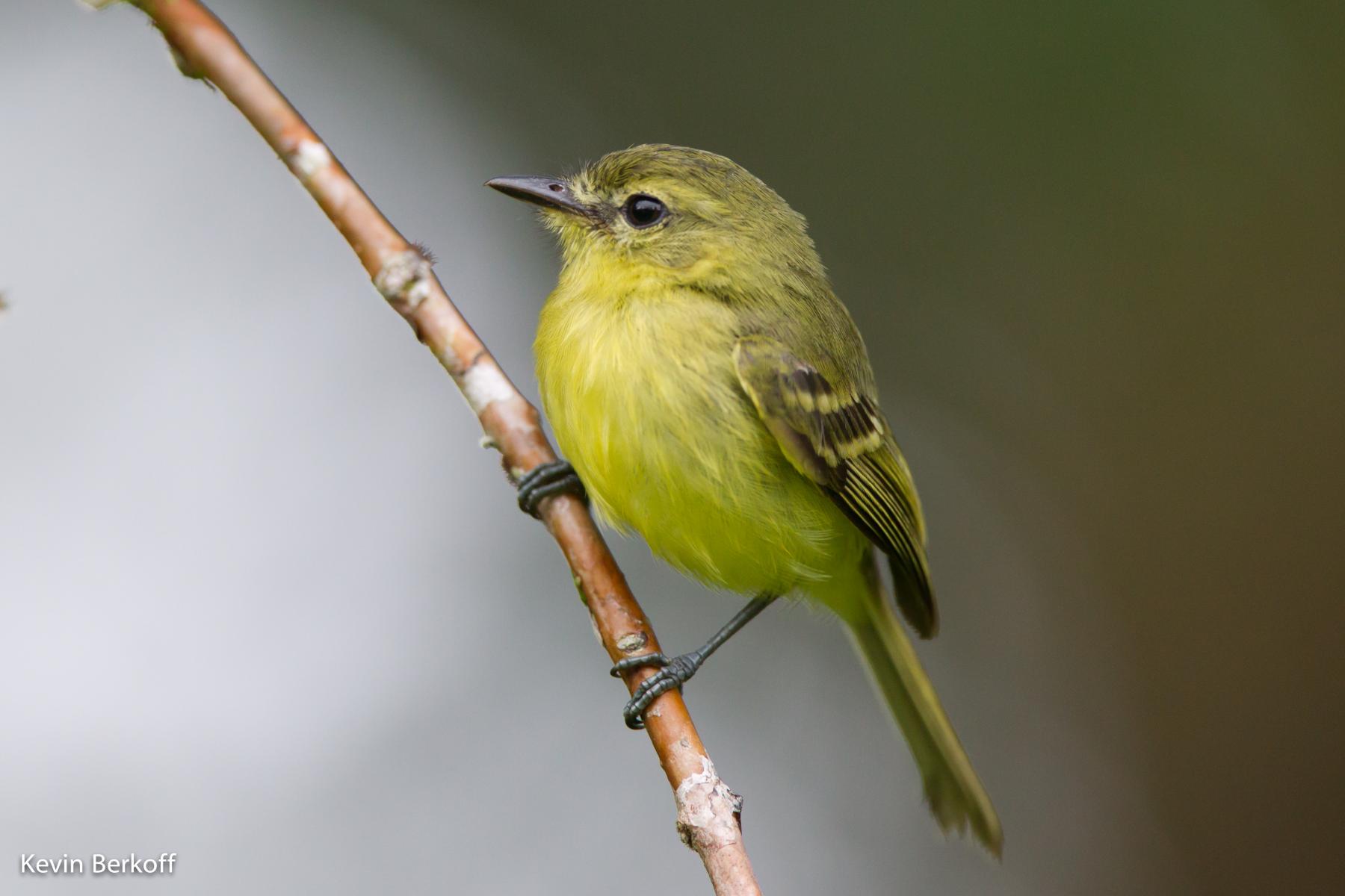Yellow Tyrannulet