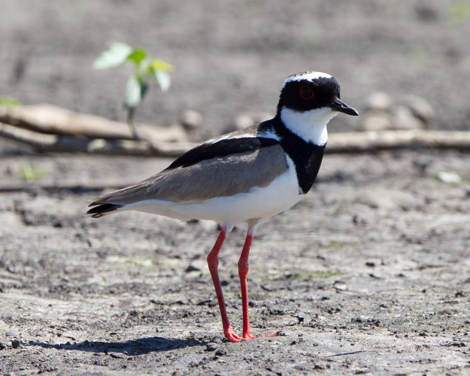 Pied Plover