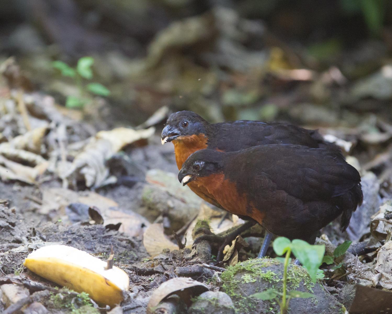 Dark-backed Wood-quail