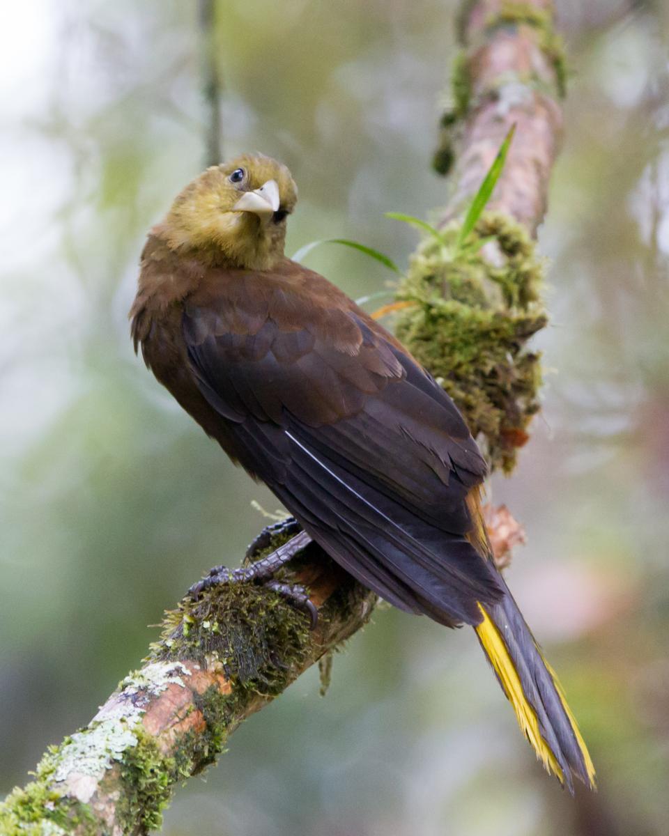 Russet-backed Oropendola