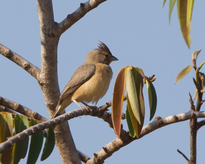 Coal-crested Finch