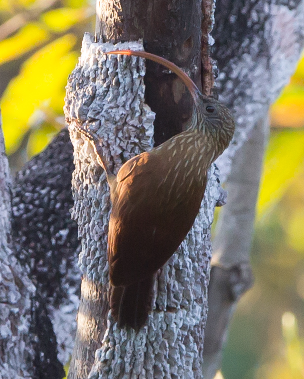 Red-billed Scythebill