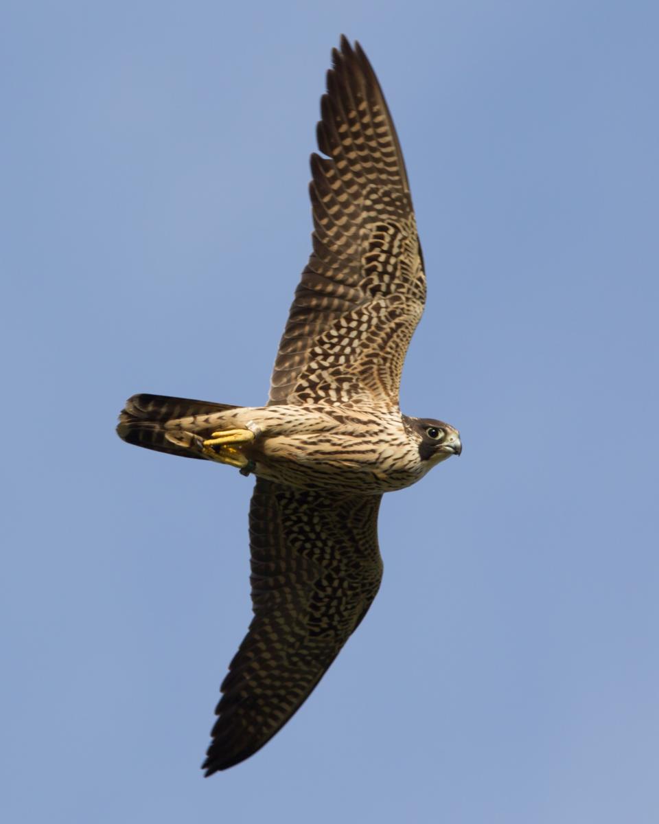 Peregrine Falcon