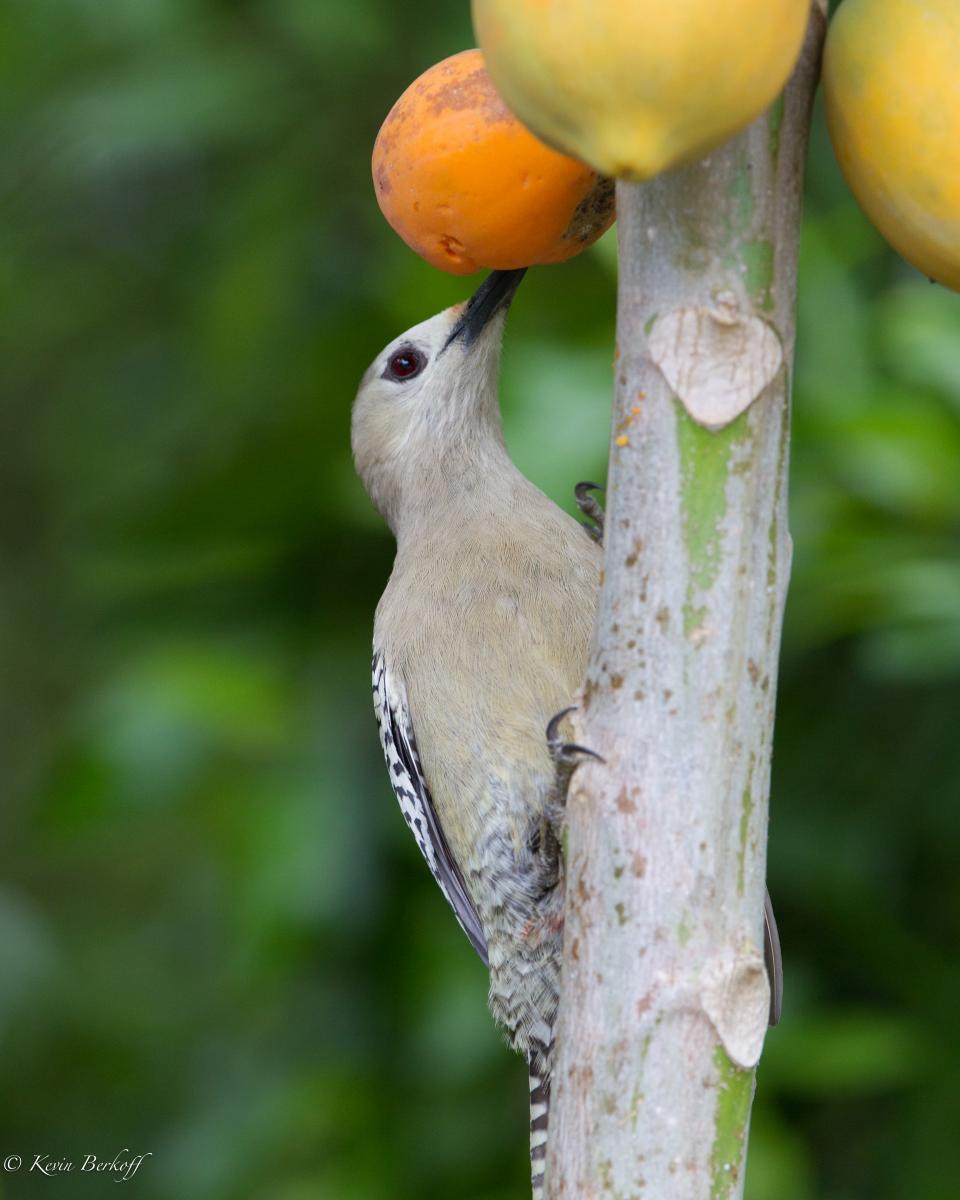 West Indian Woodpecker