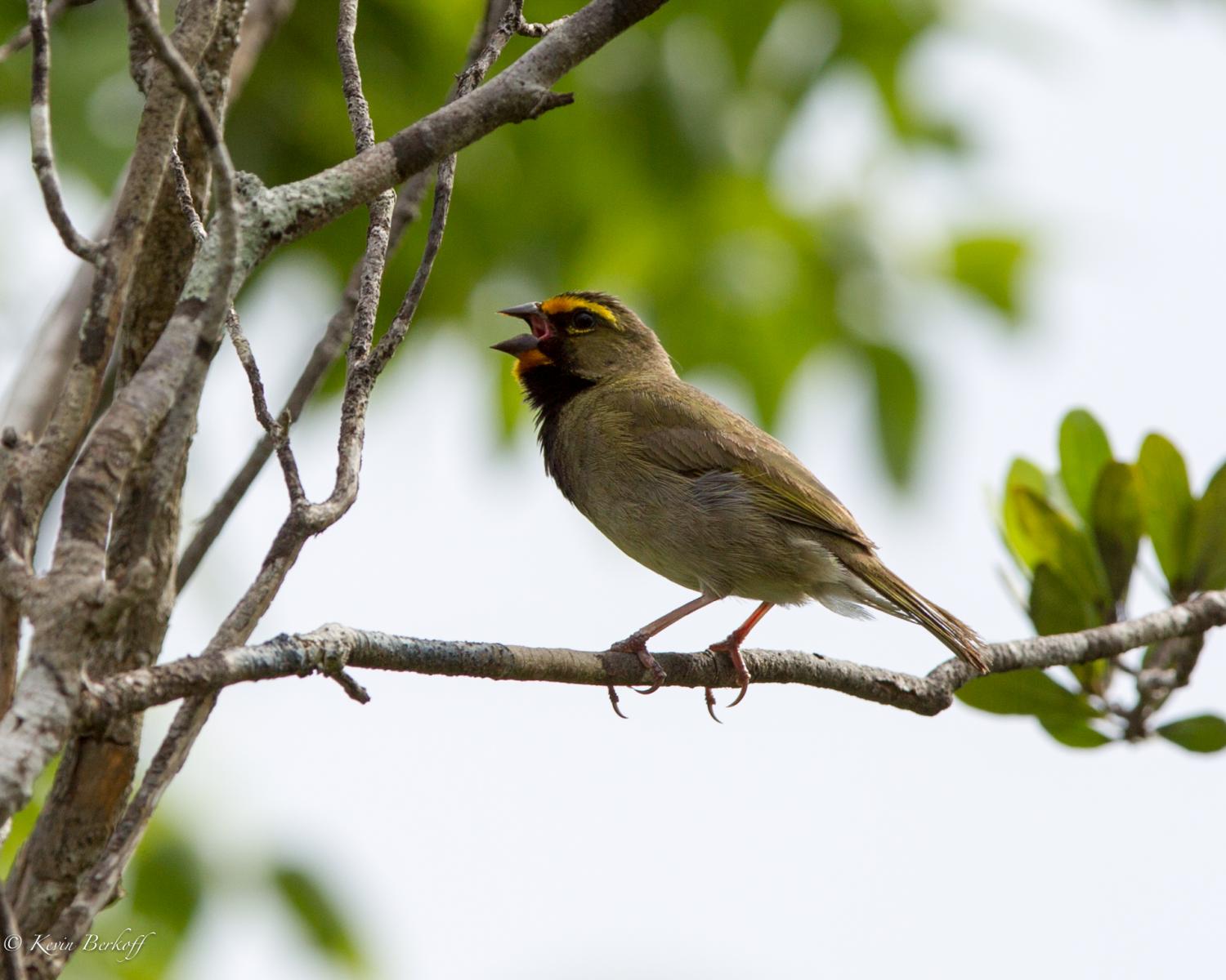 Yellow-faced Grassquit