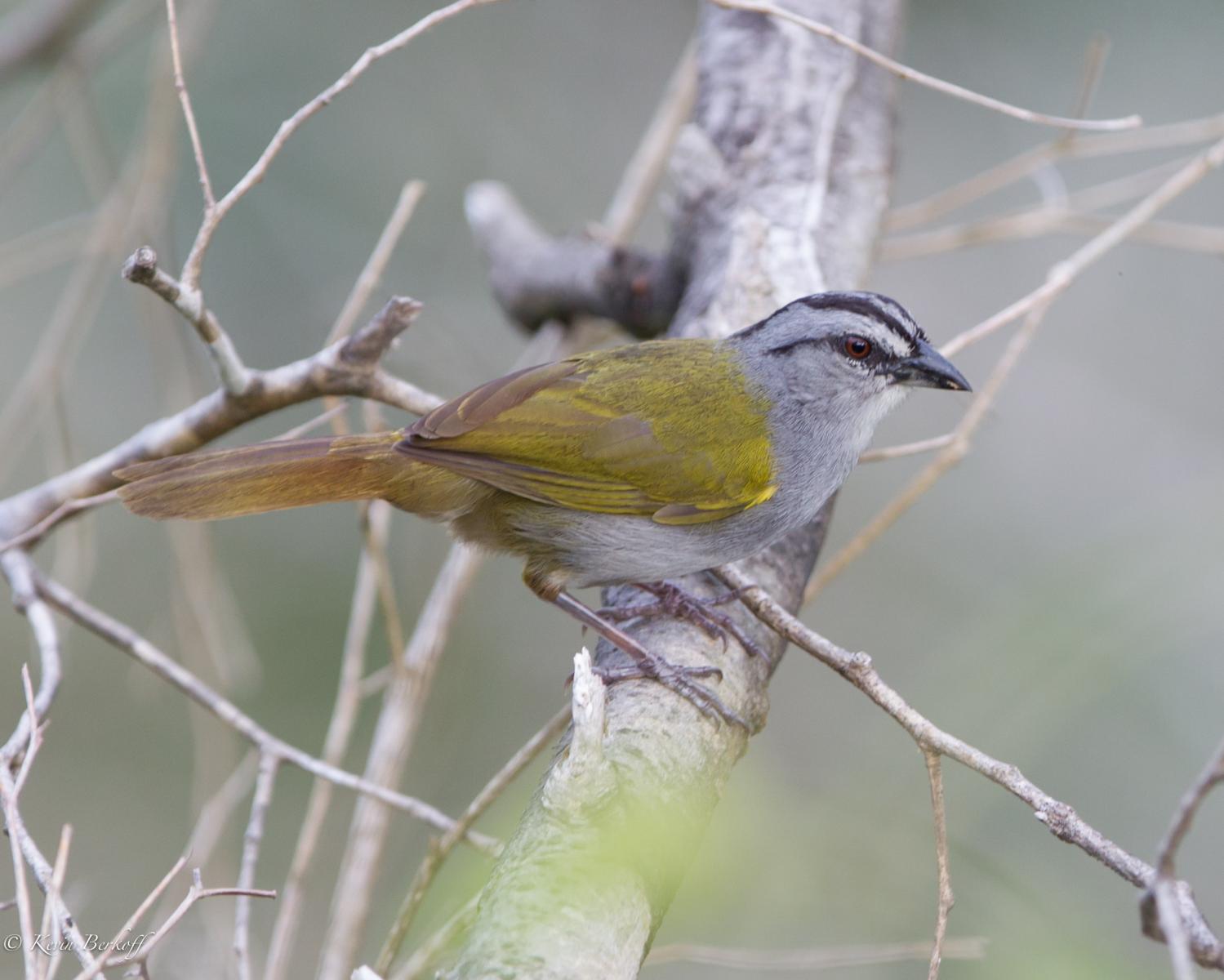 Black-striped Sparrow