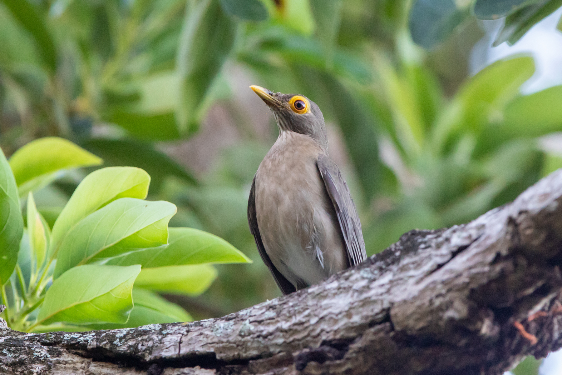 Spectacled Thrush