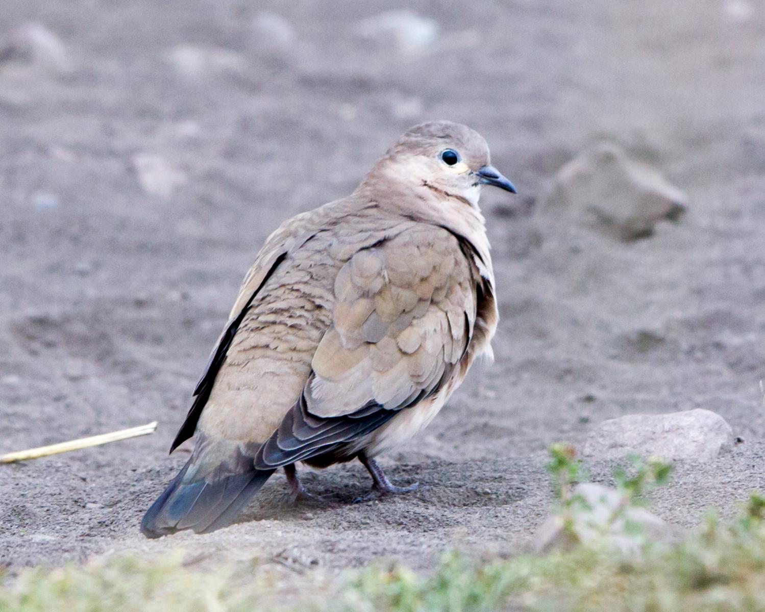 Black-winged Ground-dove