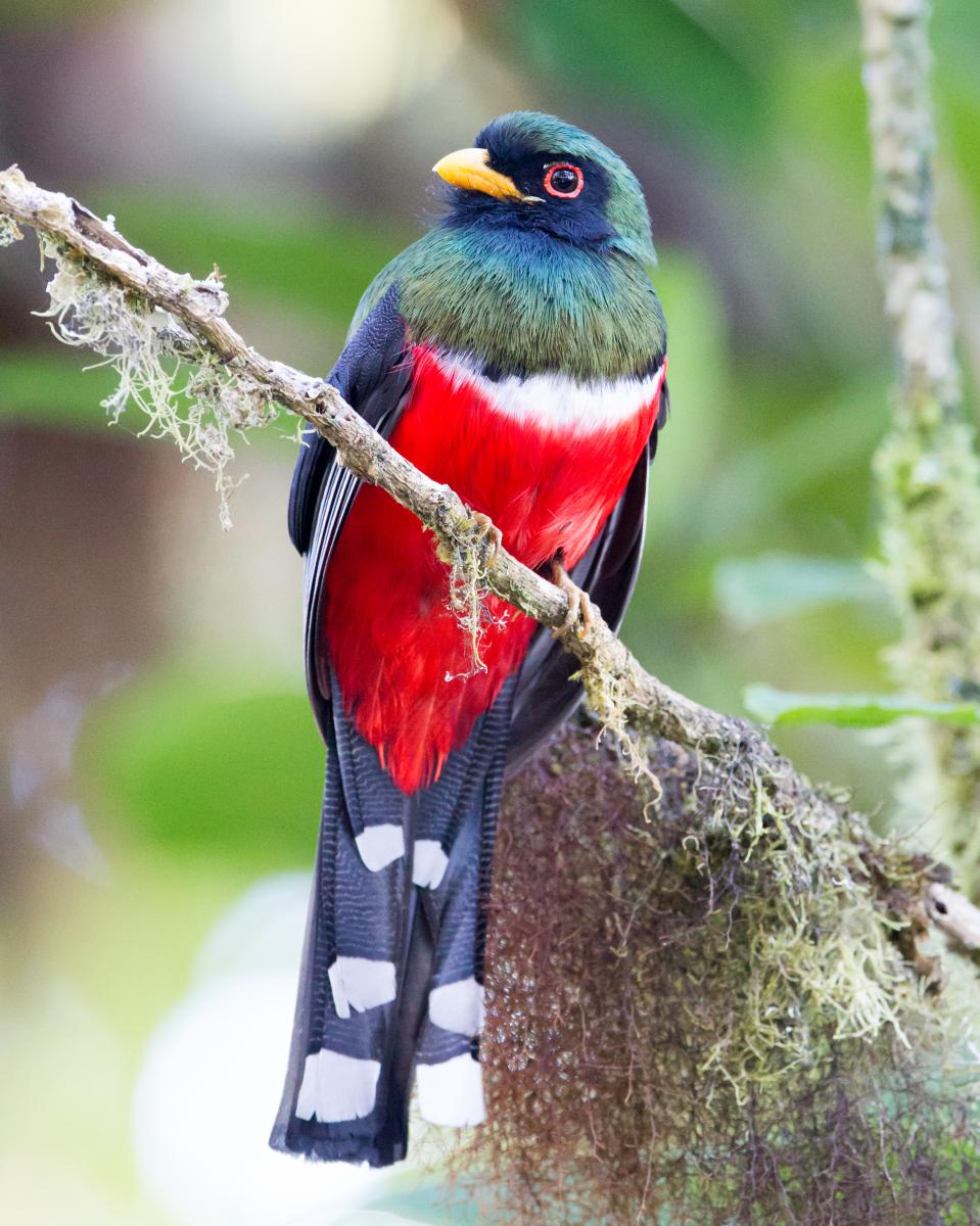 Masked Trogon
