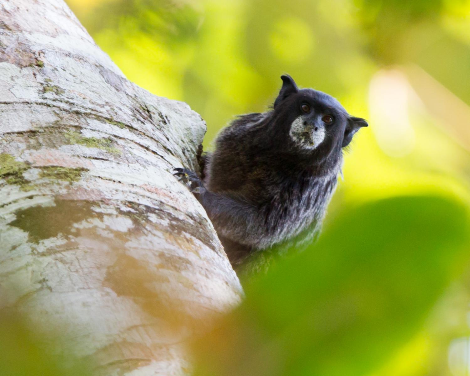 Black Mantled Tamarin