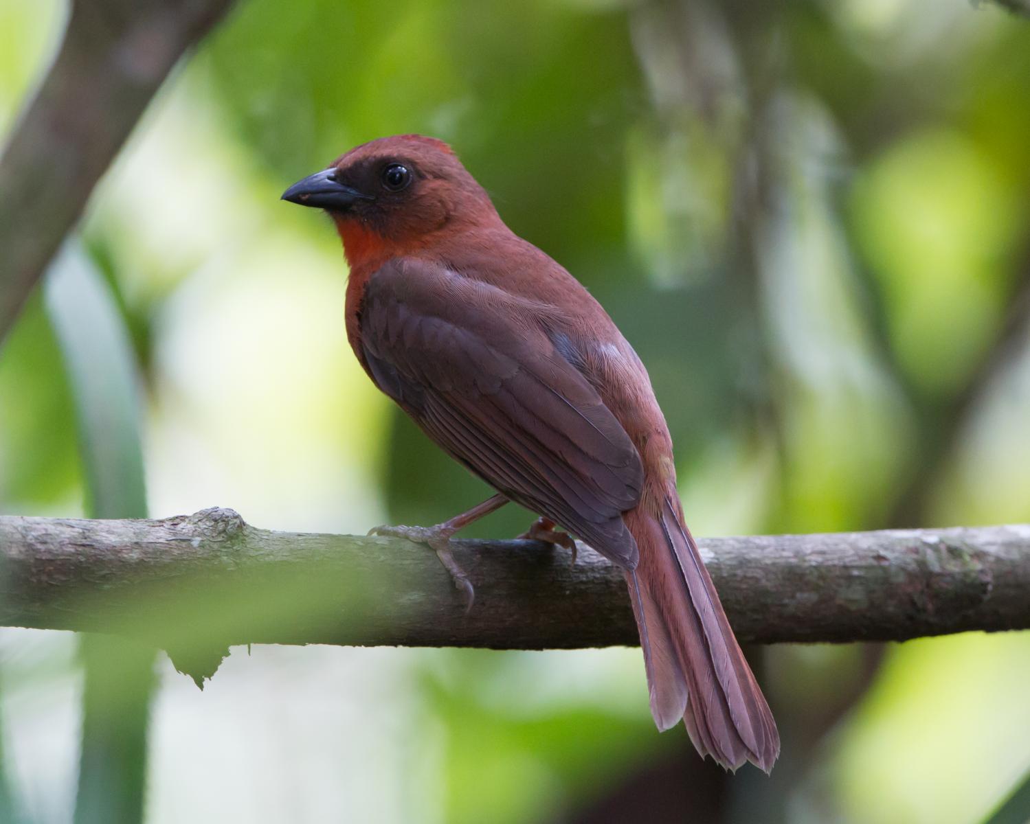 Red-throated Ant-tanager