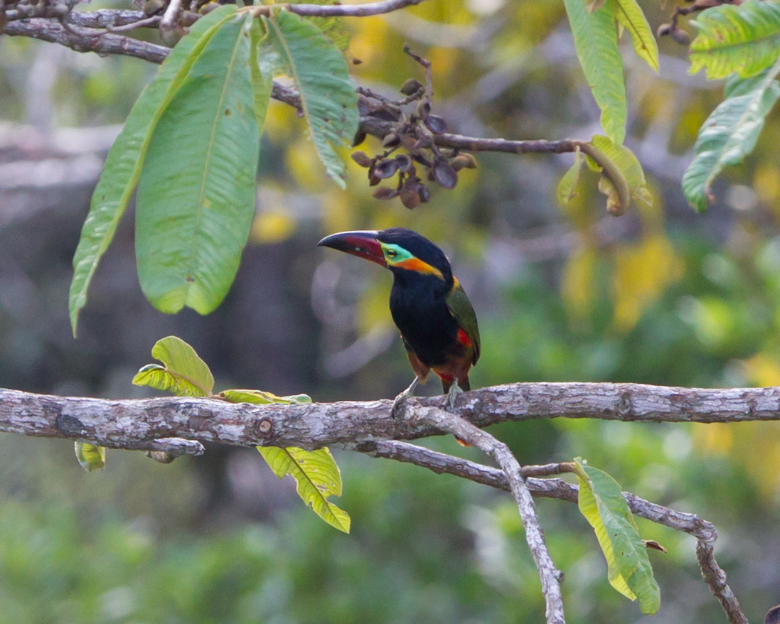 Golden-collared Toucanet
