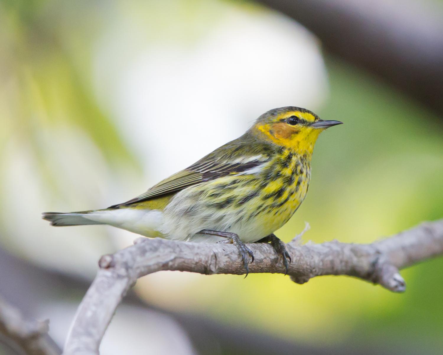 Cape May Warbler (male)