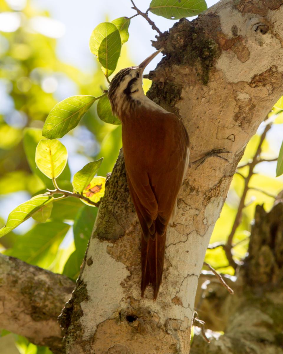 Narrow-billed Woodcreeper
