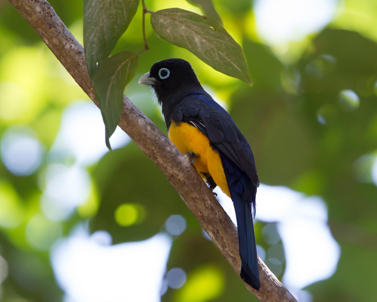 Black-headed Trogon