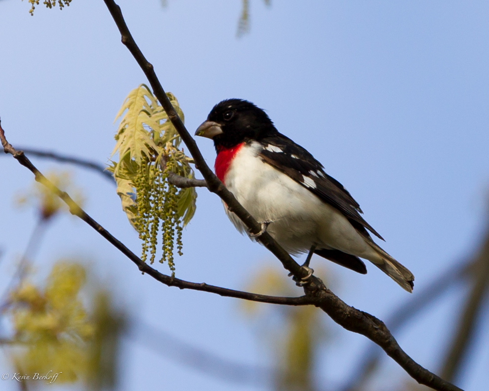 Rose-breasted Grossbeak