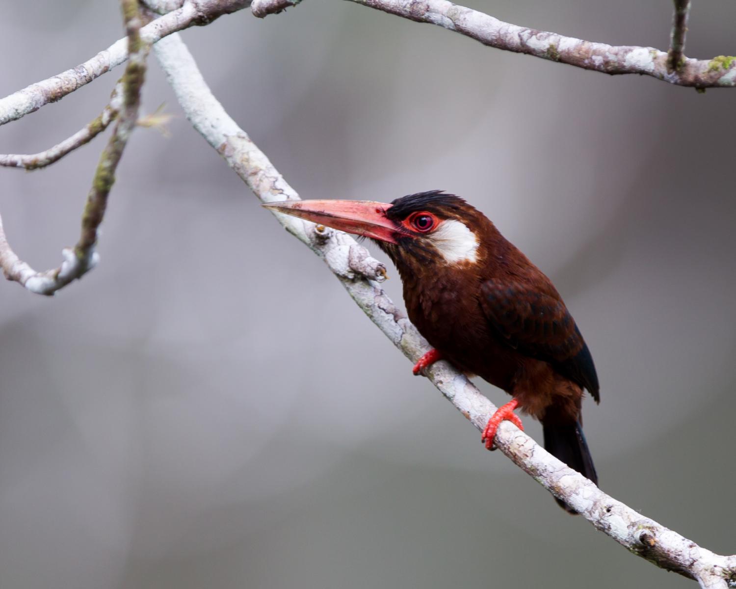 White-eared Jacamar