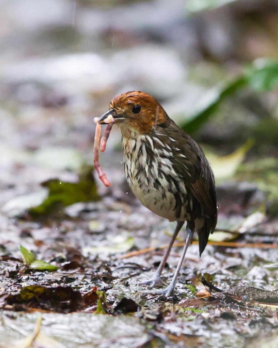Chestnut-crowned Antpitta