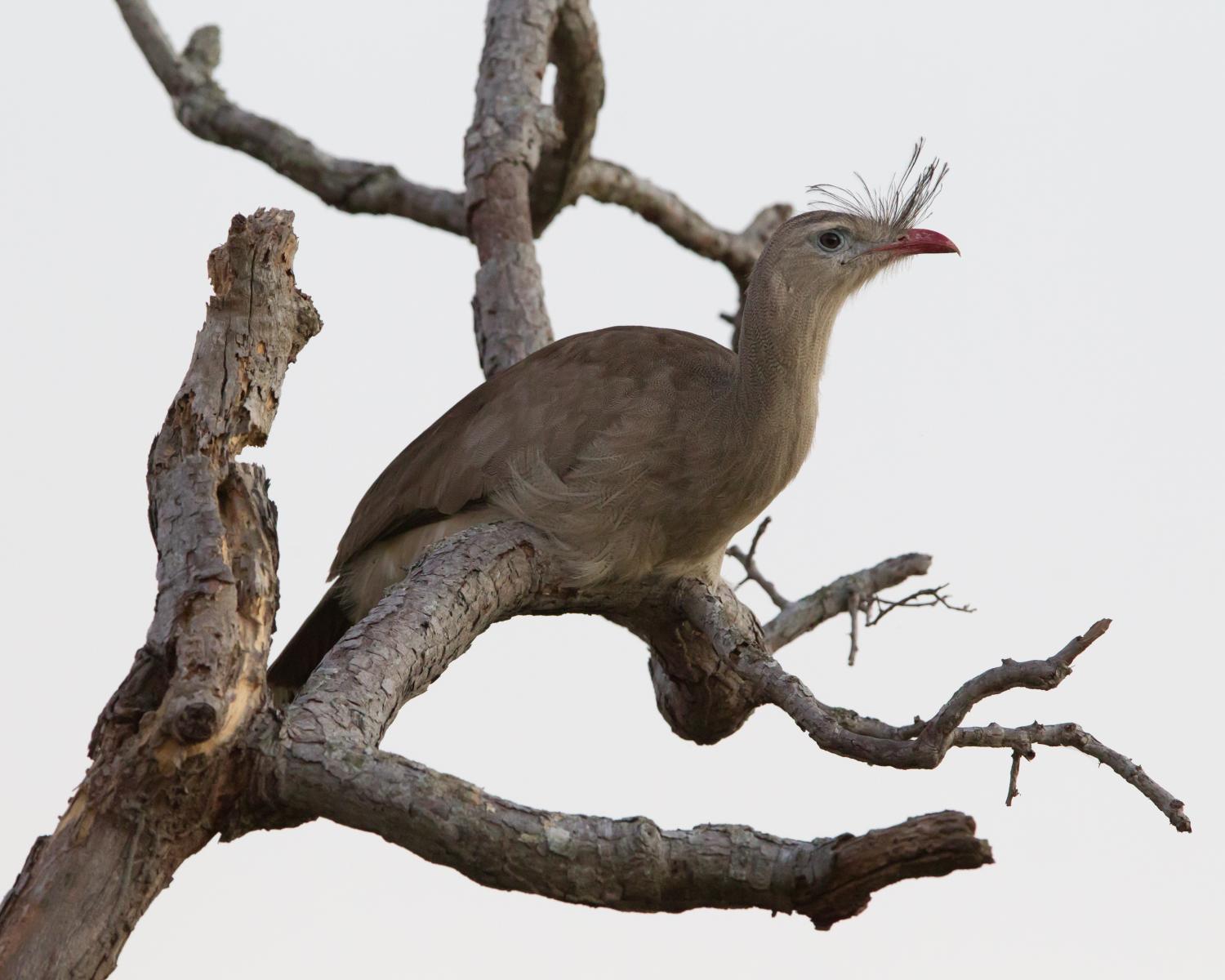 Red-legged Seriema