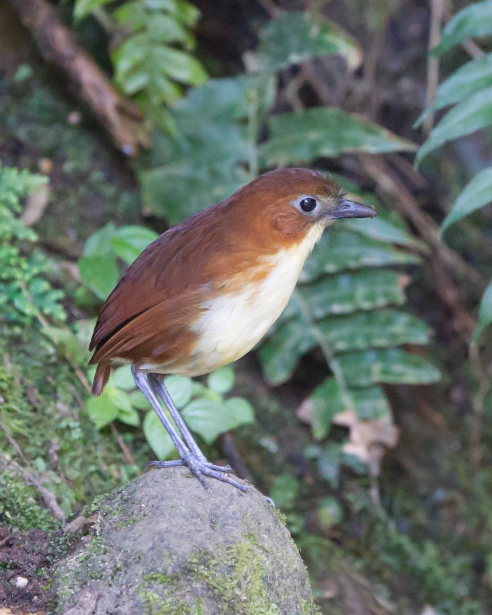 Yellow-breasted Antpitta