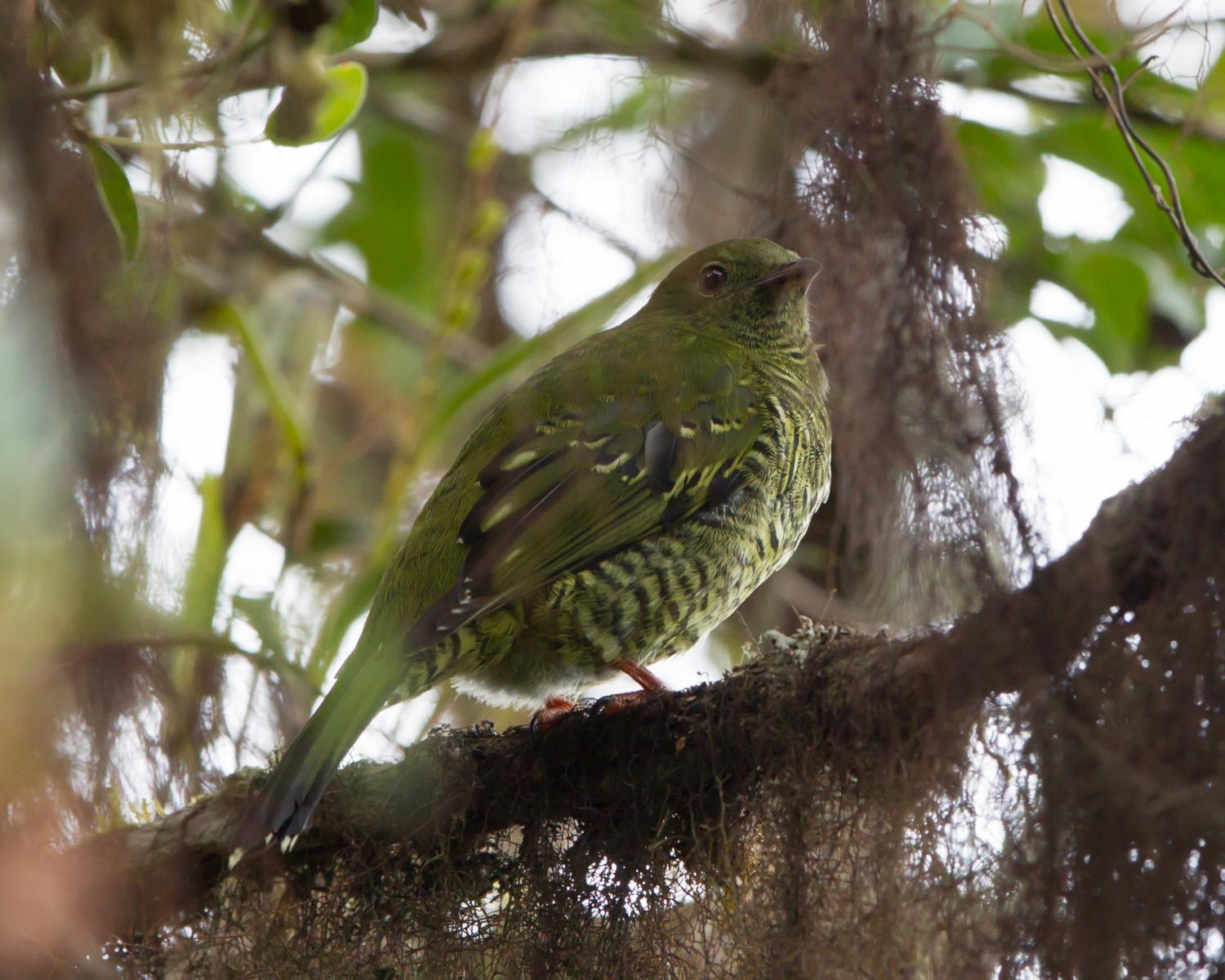 Barred Fruiteater (female)