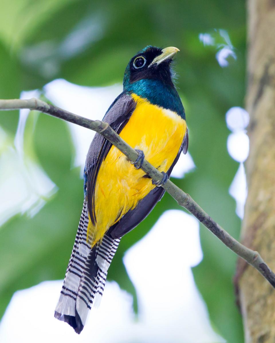 Black-throated Trogon