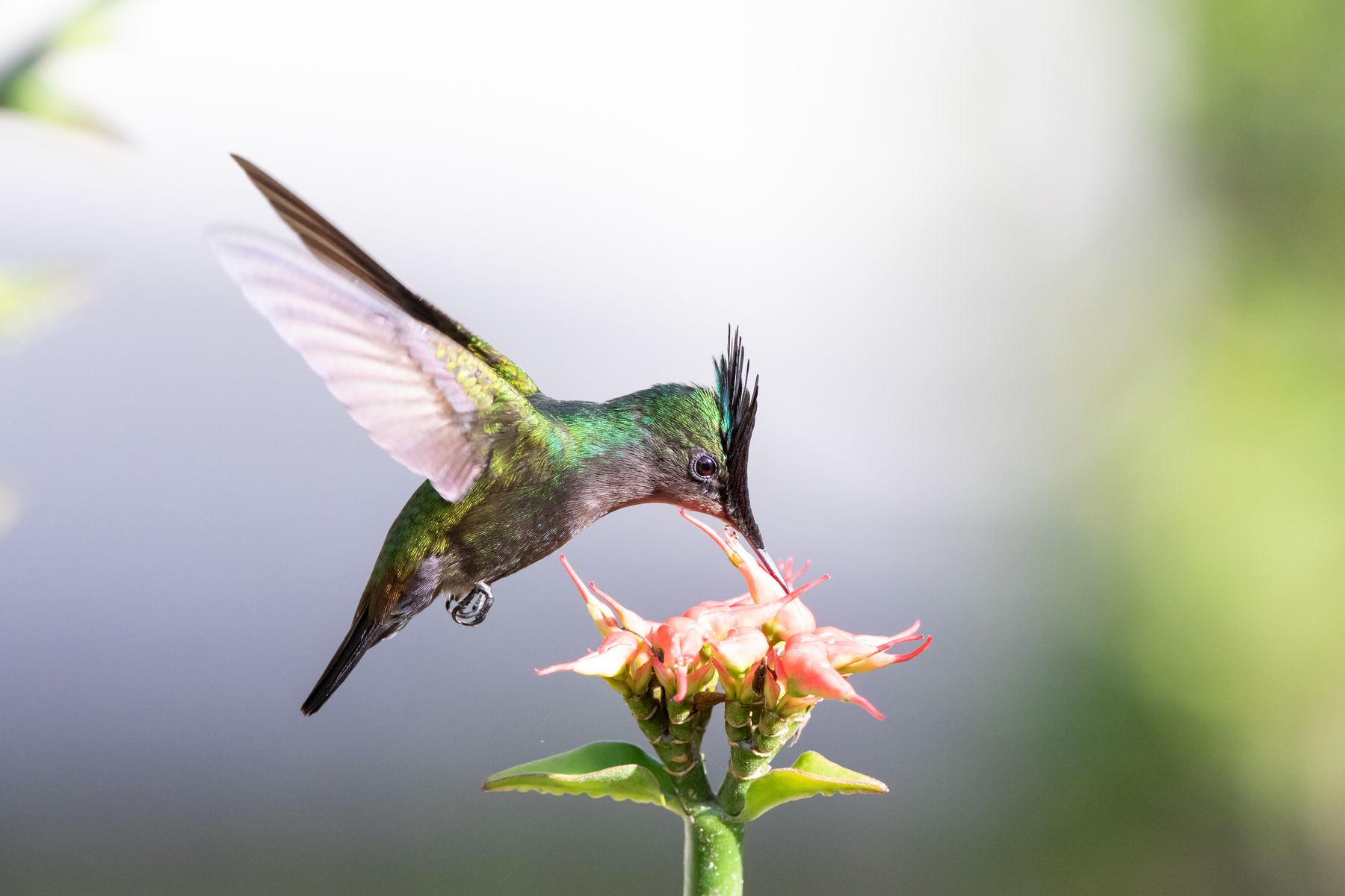 Antillean Crested Hummingbird