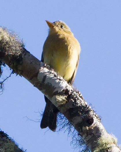 Ochraceous Pewee