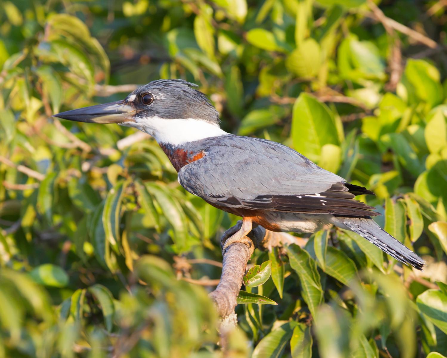Ringed Kingfisher