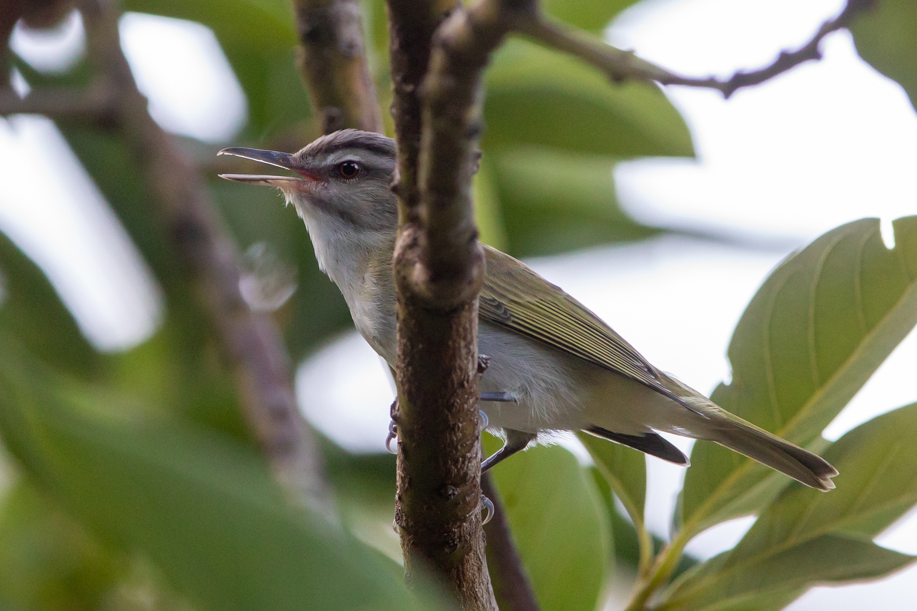 Black-whiskered Vireo