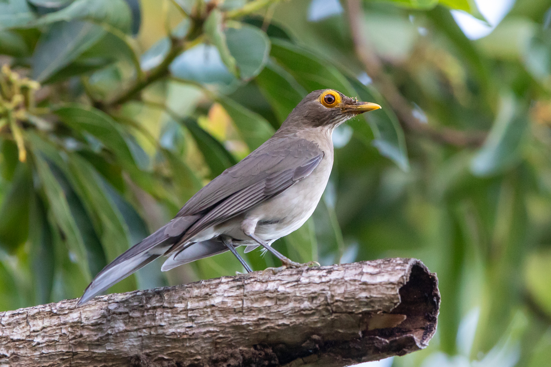 Spectacled Thrush