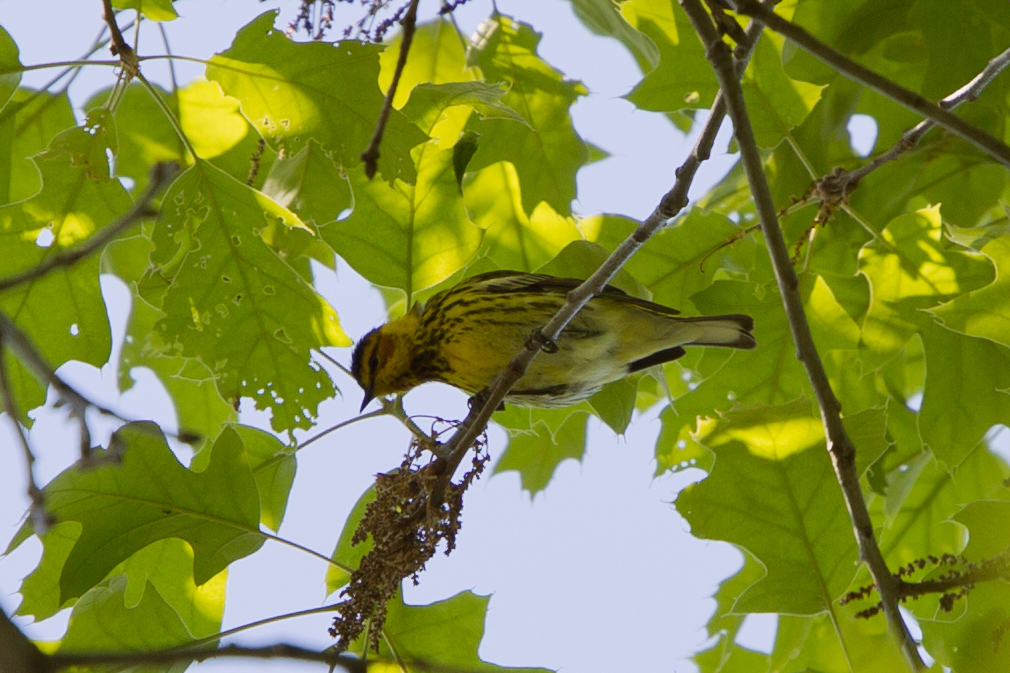 Cape May Warbler