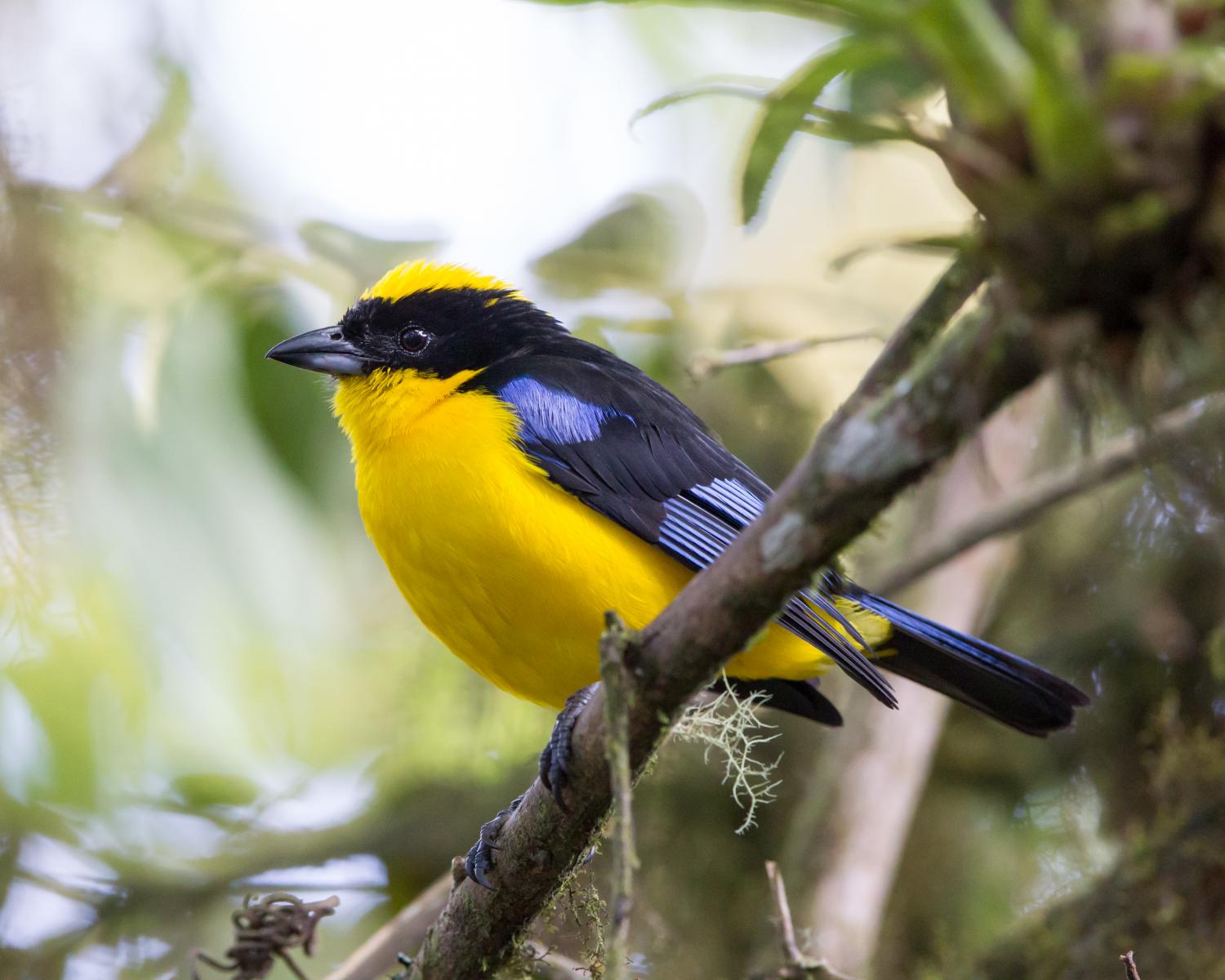 Blue-winged Mountain-tanager