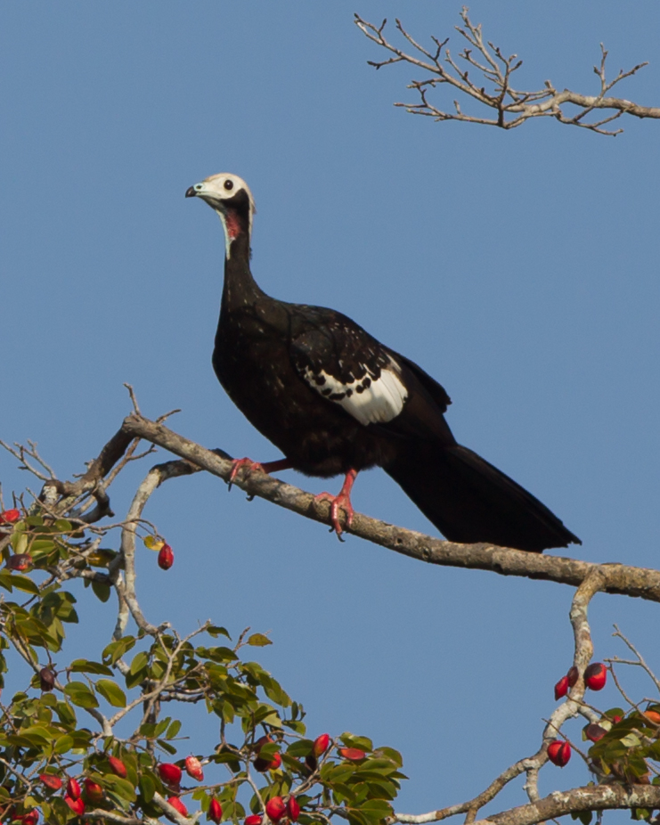 Red-throated Piping Guan