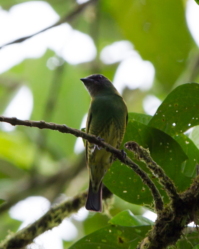 Swallow Tanager (female)