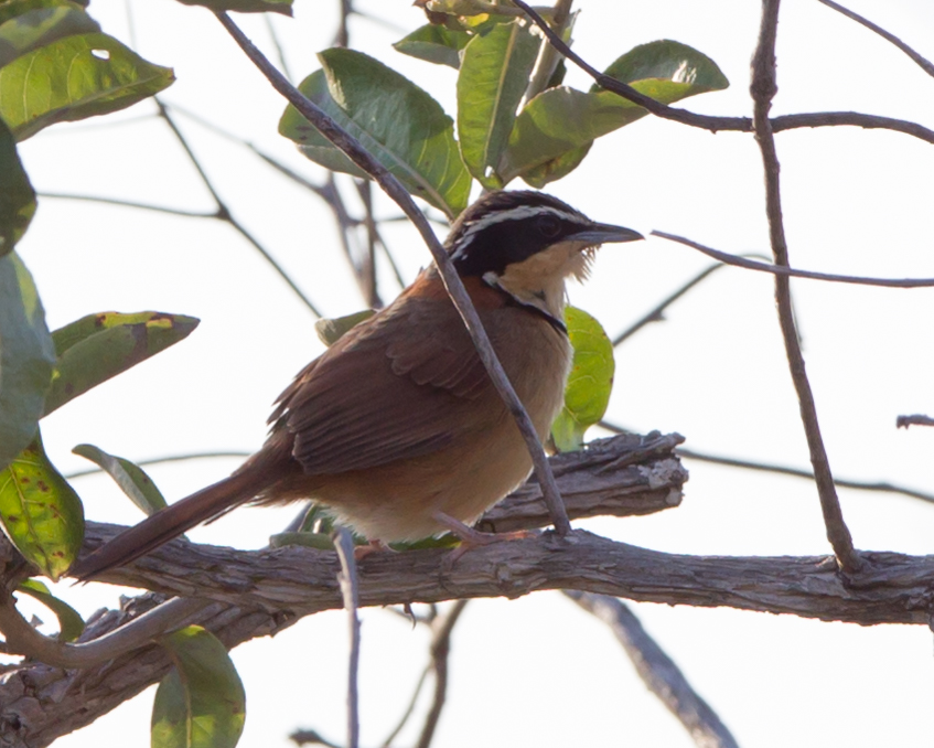 Collared Cresentchest