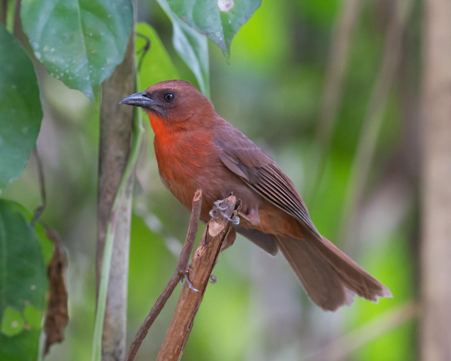 Red-throated Ant-tanager