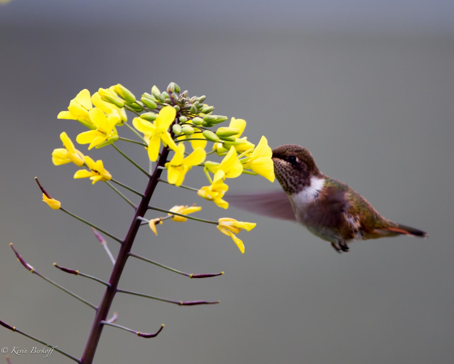 Male Volcano Hummingbird 2