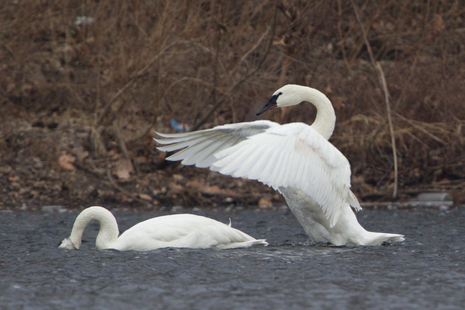 Trumpeter Swans