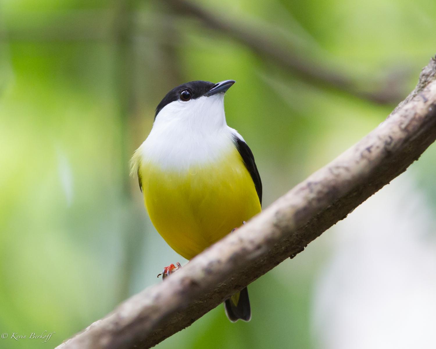White-collared Manakin