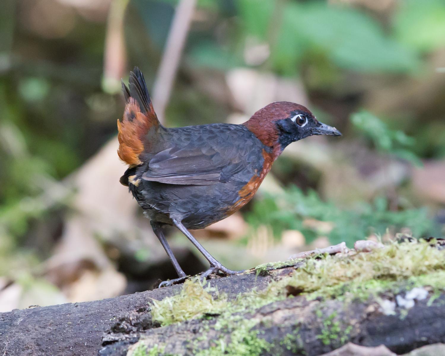 Rufous-breasted Antthrush