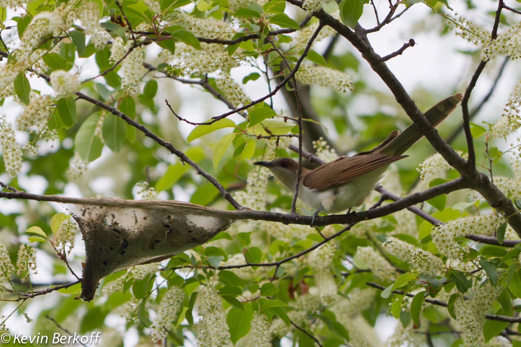 Black-billed Cuckoo